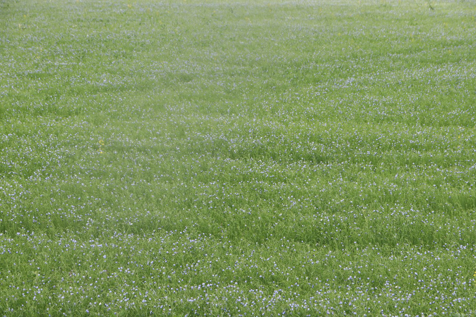 серебряные пруды, сельское хозяйство, лен,