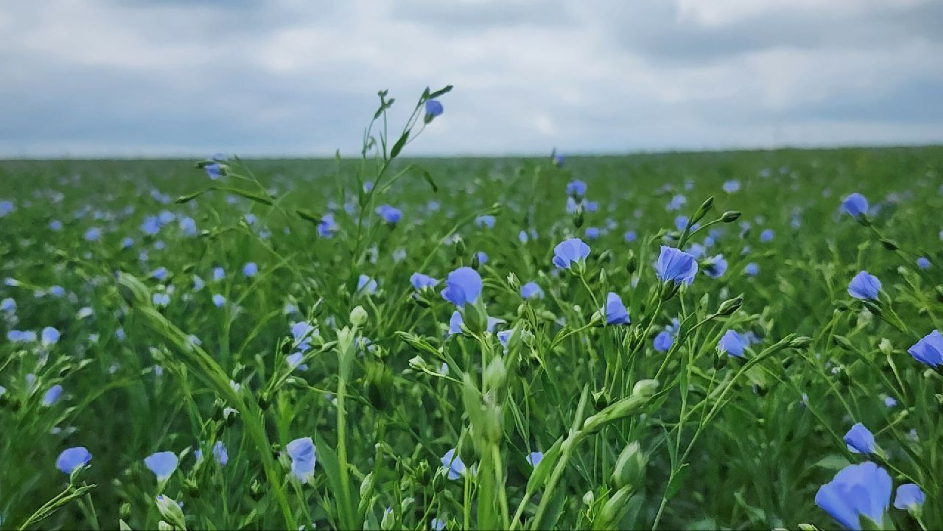серебряные пруды, сельское хозяйство, лен,