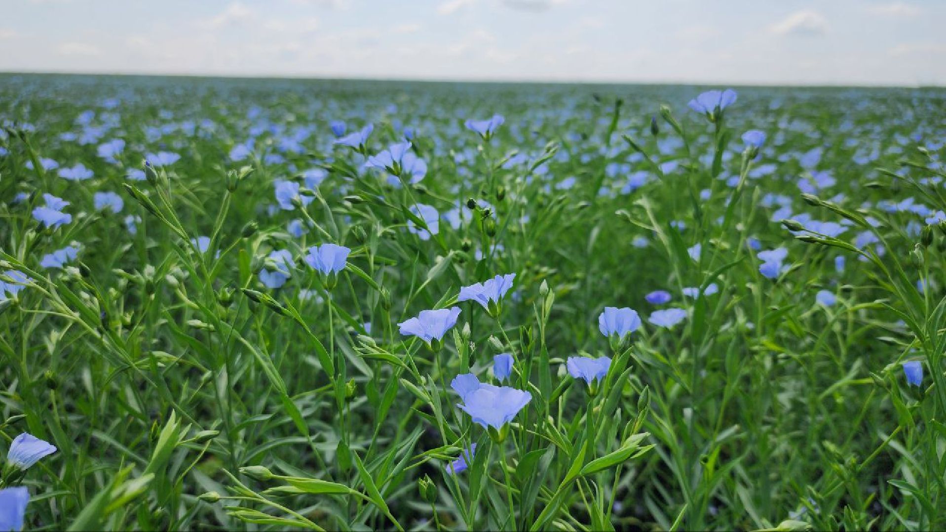 серебряные пруды, сельское хозяйство, лен,