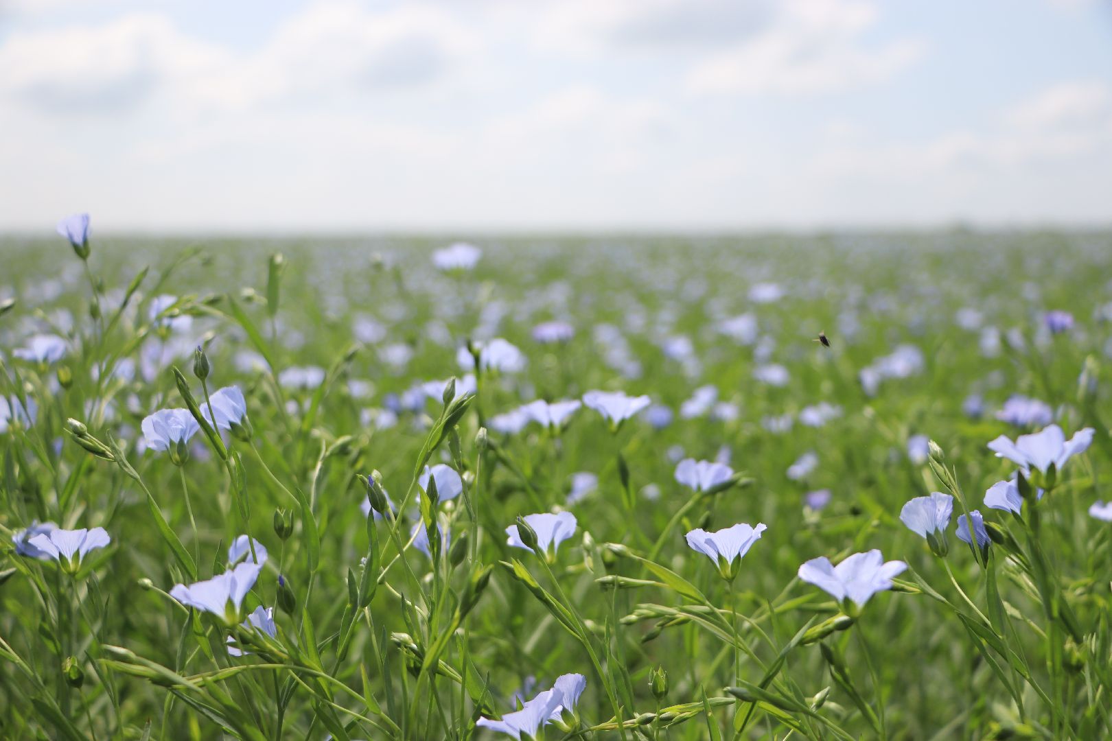 серебряные пруды, сельское хозяйство, лен,