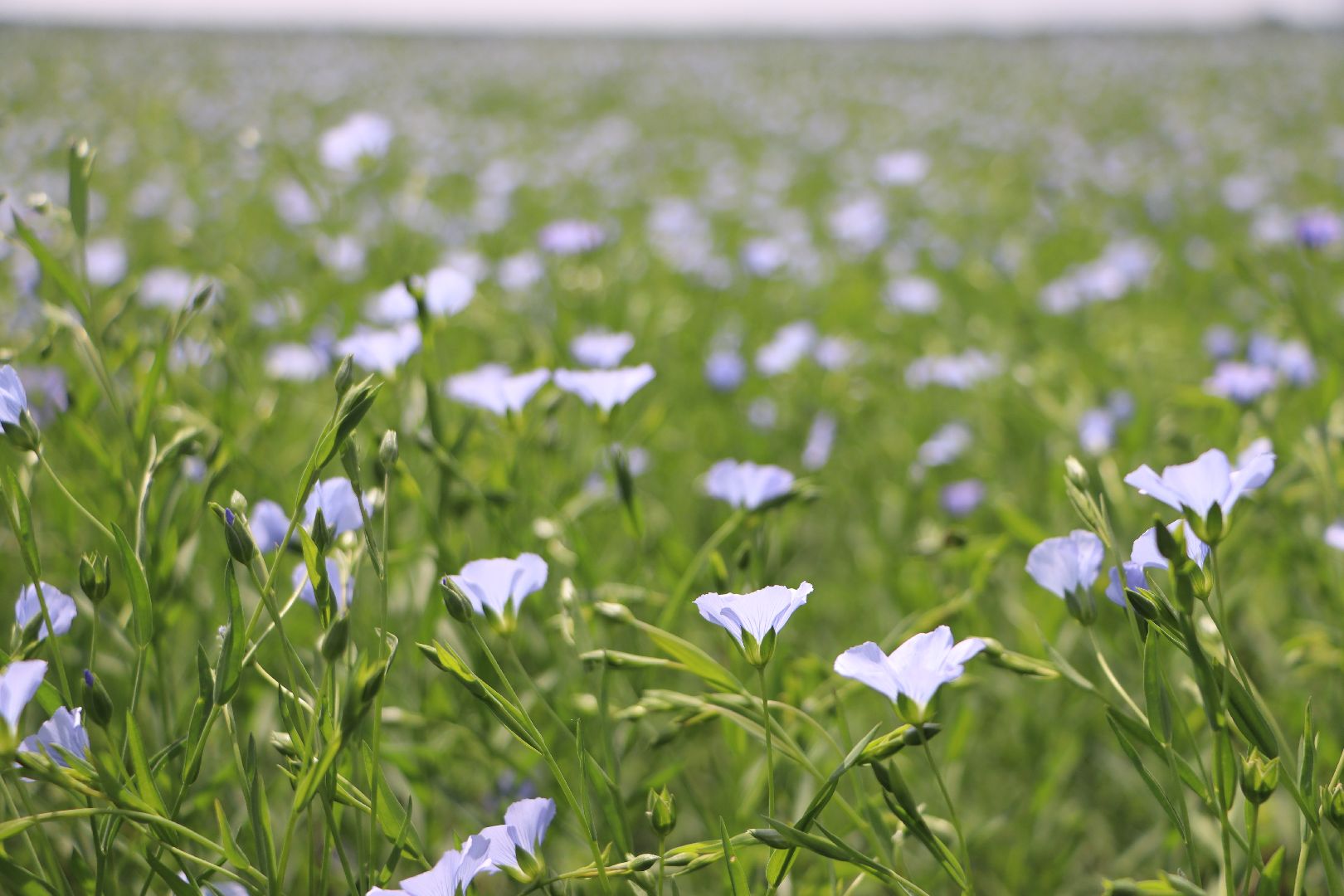 серебряные пруды, сельское хозяйство, лен,