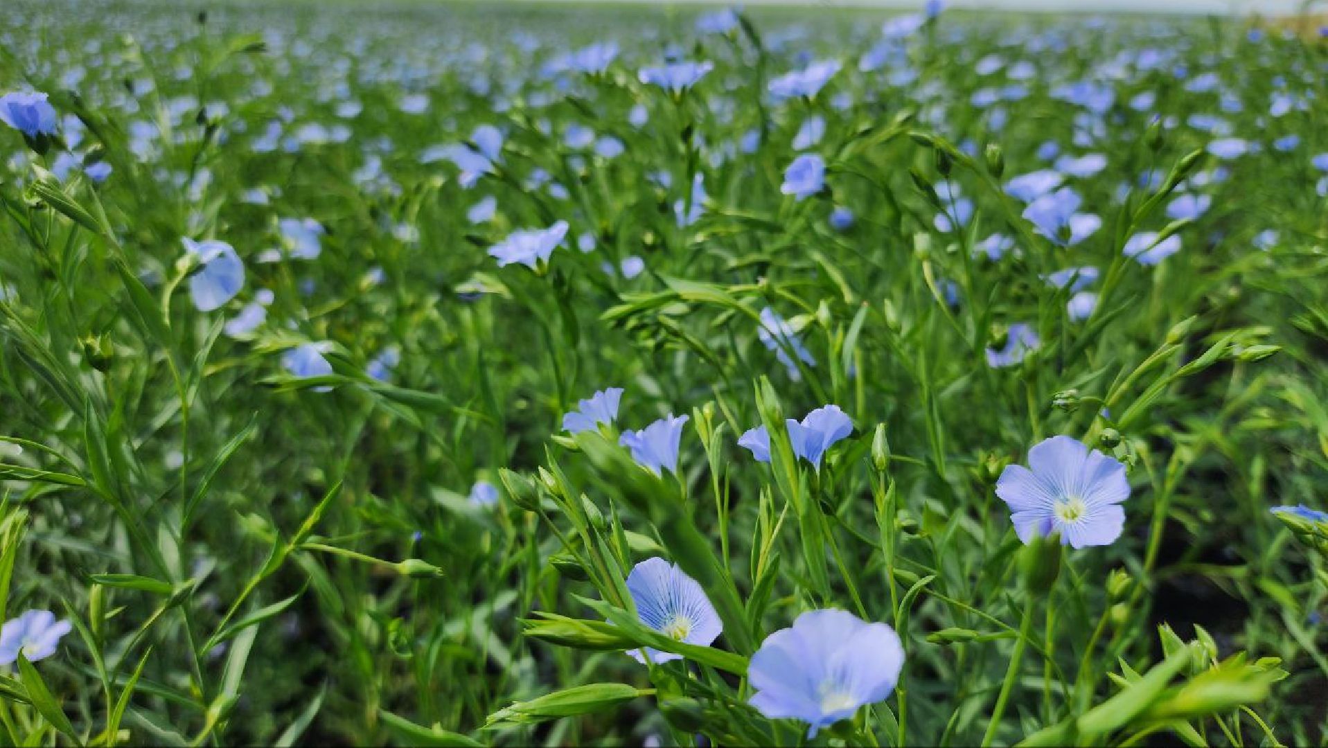 серебряные пруды, сельское хозяйство, лен,