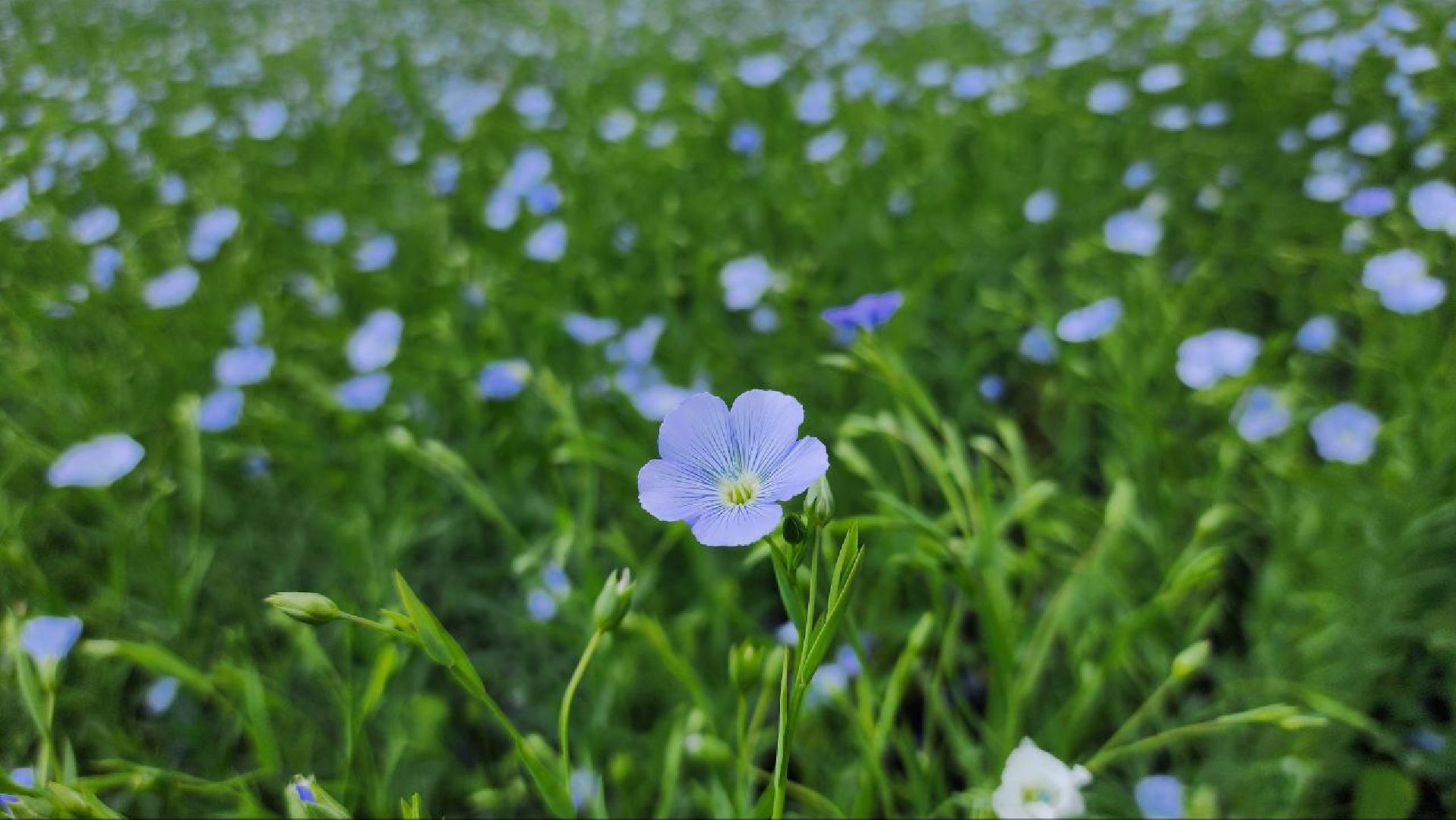 серебряные пруды, сельское хозяйство, лен,