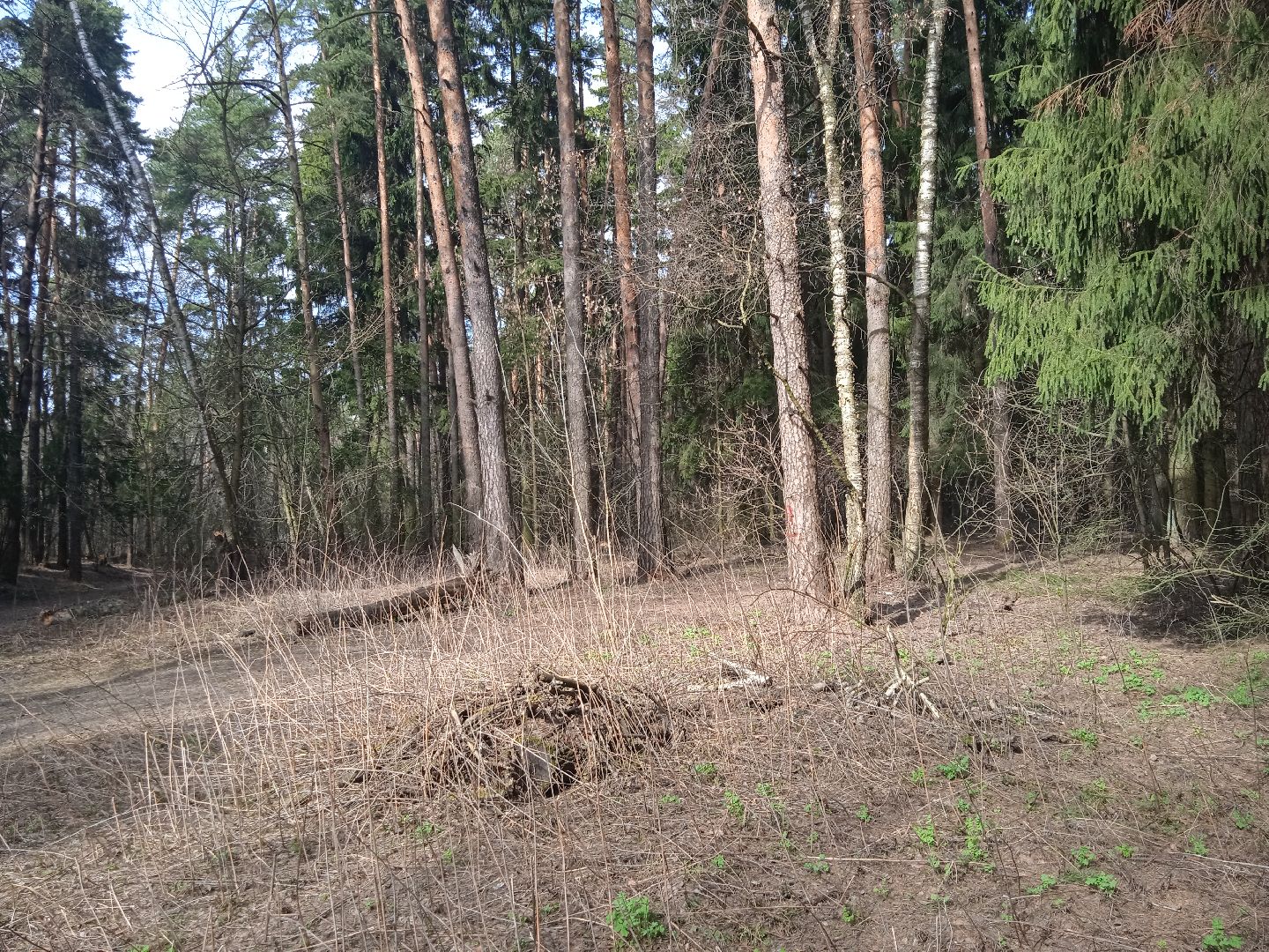 клещи, активность, боррелиоз, болезнь, лайма, энцефалит, Жуковский