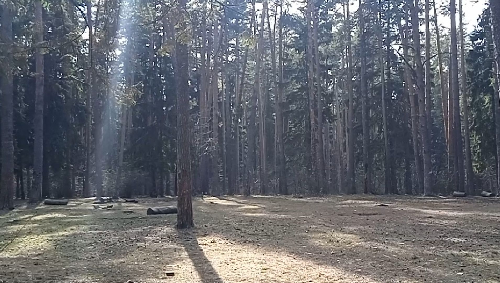 клещи, активность, боррелиоз, болезнь, лайма, энцефалит, Жуковский