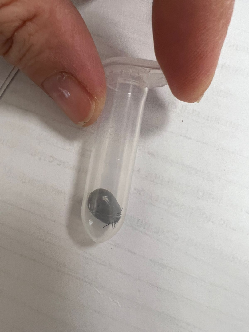 клещи, активность, боррелиоз, болезнь, лайма, энцефалит, Жуковский