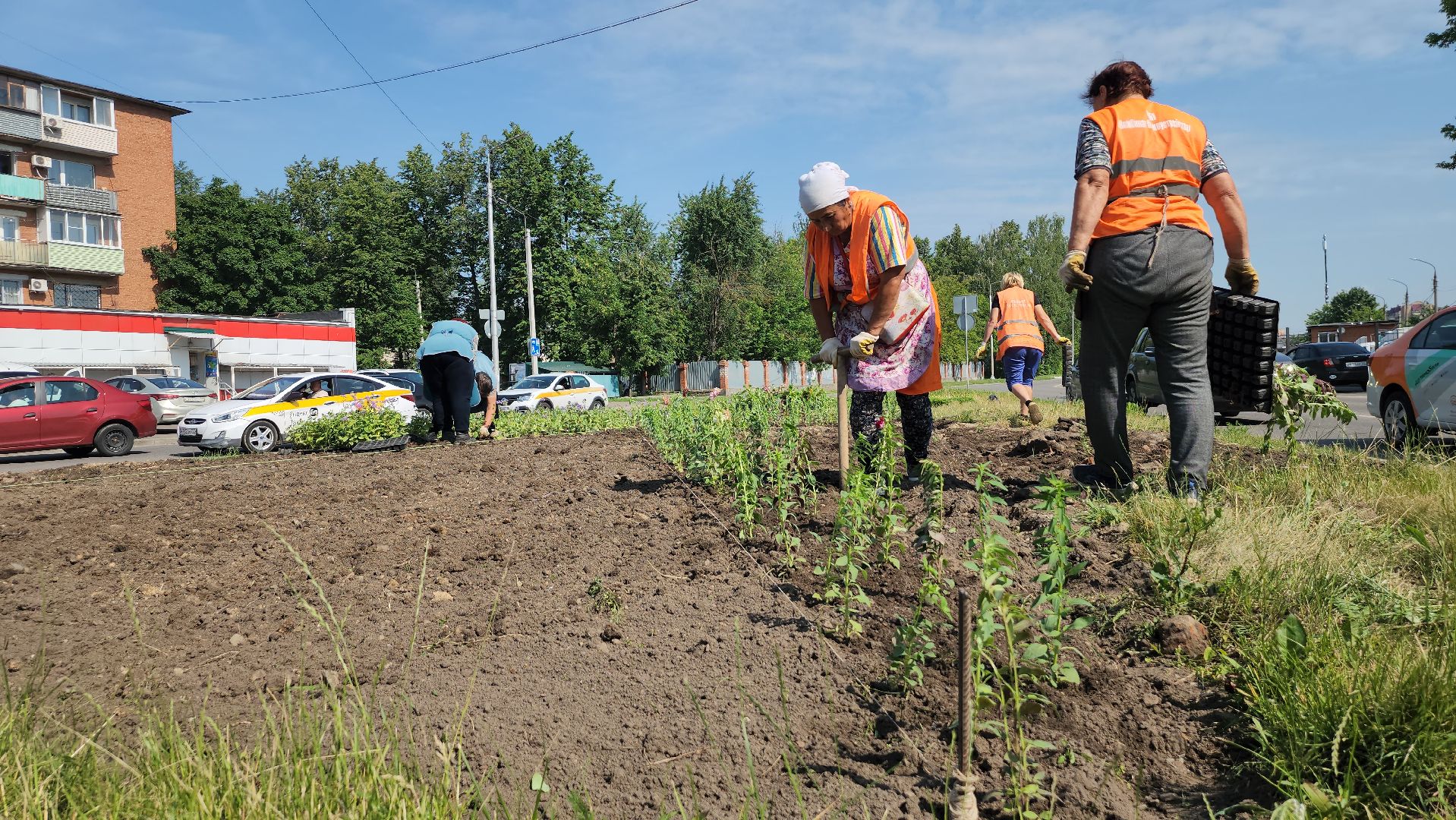 серпухов, борисовское шоссе, комбинат благоустройства, цветы на клумбе, городские цветы,