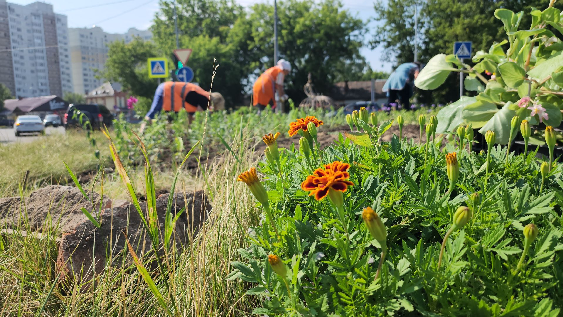 серпухов, борисовское шоссе, комбинат благоустройства, цветы на клумбе, городские цветы,