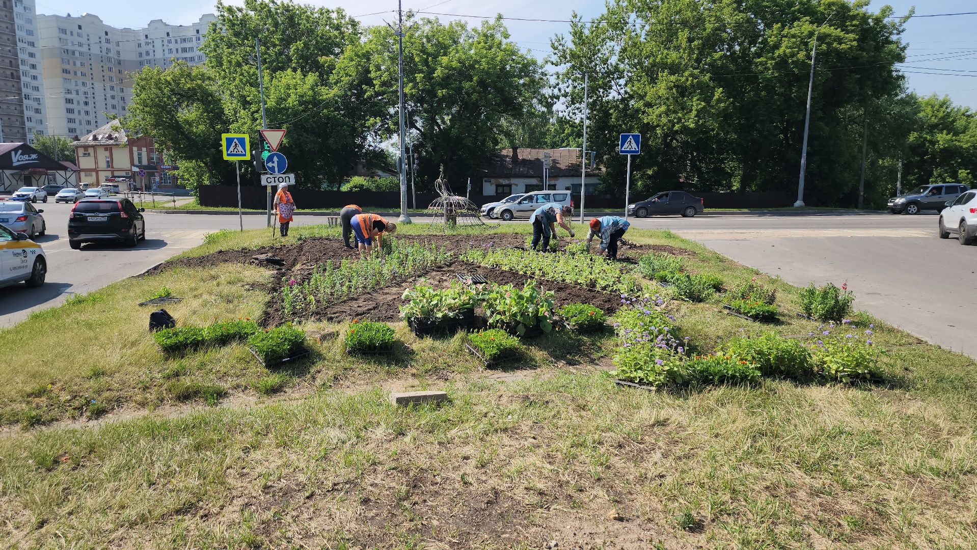 серпухов, борисовское шоссе, комбинат благоустройства, цветы на клумбе, городские цветы,
