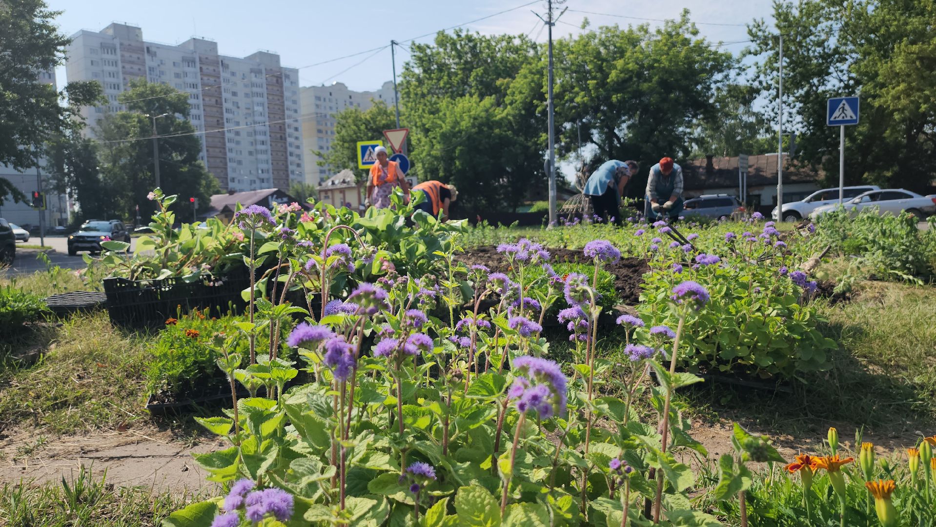 серпухов, борисовское шоссе, комбинат благоустройства, цветы на клумбе, городские цветы,