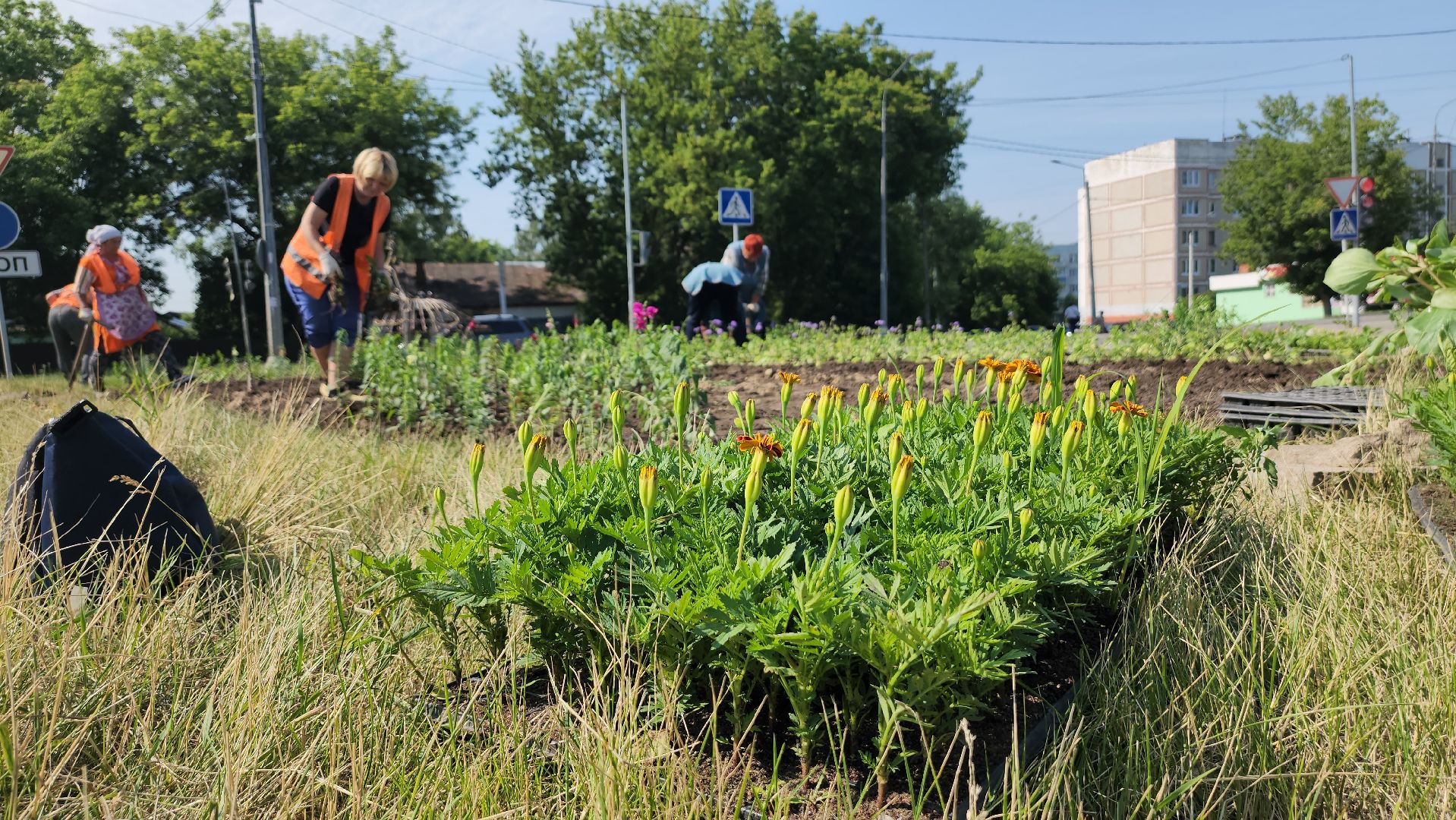 серпухов, борисовское шоссе, комбинат благоустройства, цветы на клумбе, городские цветы,