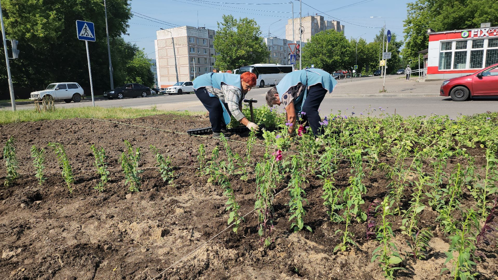 серпухов, борисовское шоссе, комбинат благоустройства, цветы на клумбе, городские цветы,