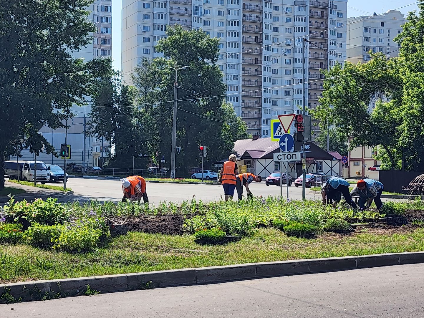 серпухов, борисовское шоссе, комбинат благоустройства, цветы на клумбе, городские цветы,
