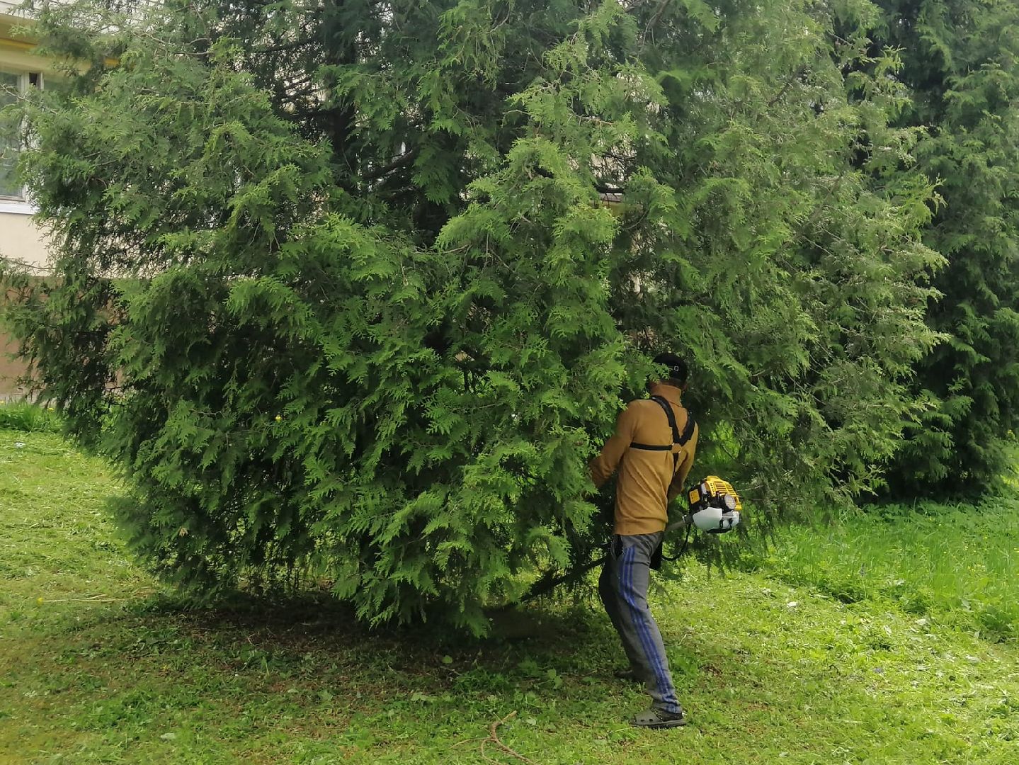 городской округ восход, благоустройство, жкх, покос травы,