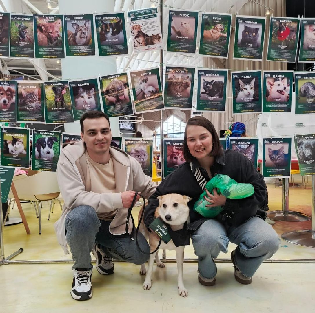 пушкино, акварель, бездомные животные, пристройство, волонтеры, кошки, собаки, помощь бездомным животным, питомцы, питомцы в добрые руки,