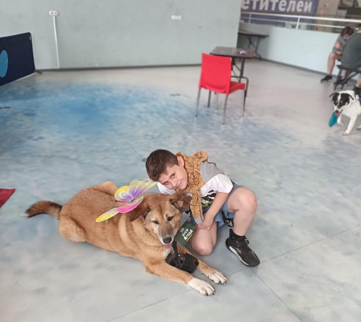 пушкино, акварель, бездомные животные, пристройство, волонтеры, кошки, собаки, помощь бездомным животным, питомцы, питомцы в добрые руки,