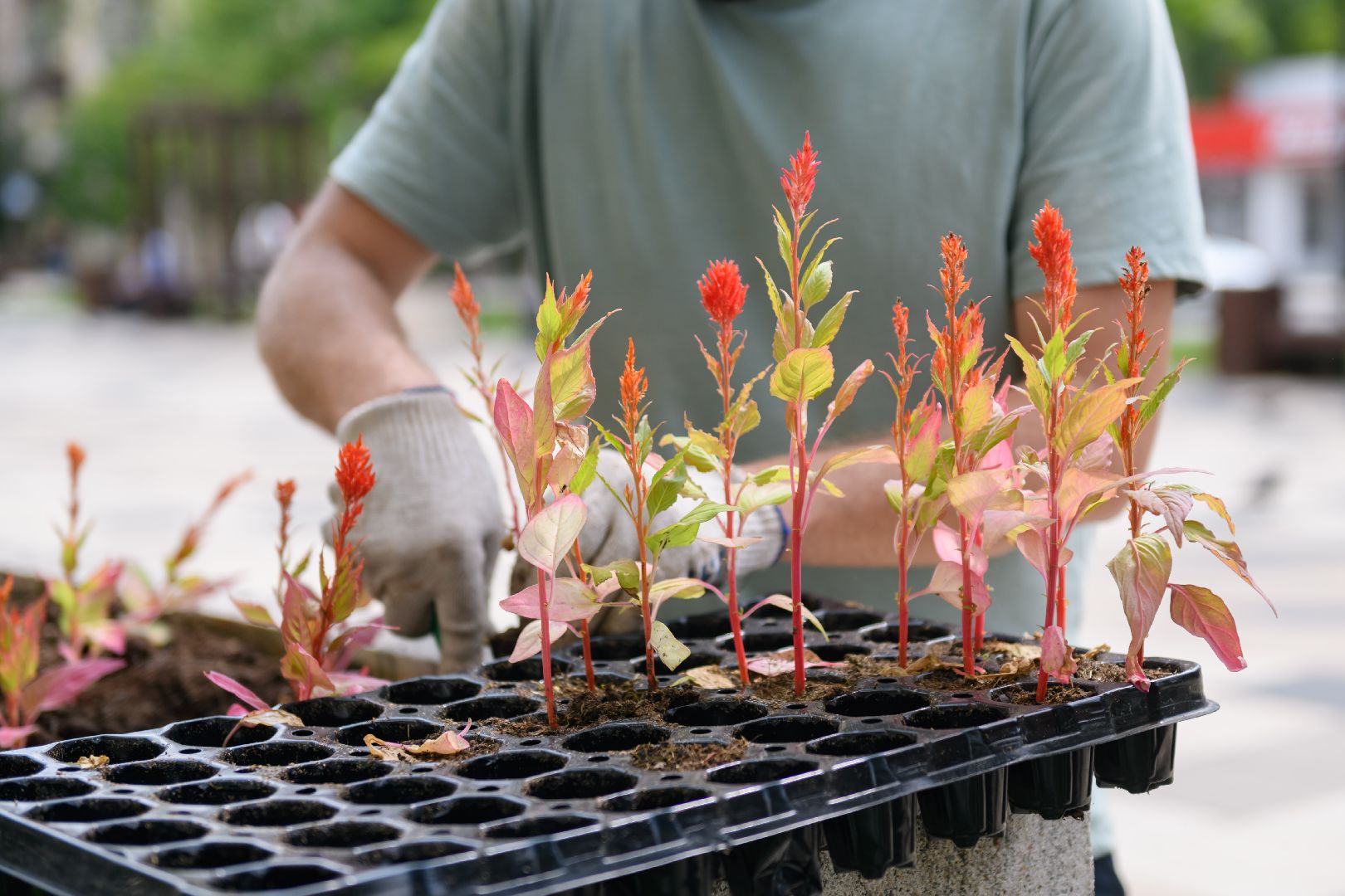 жкх, лыткарино, цветы, клумбы,