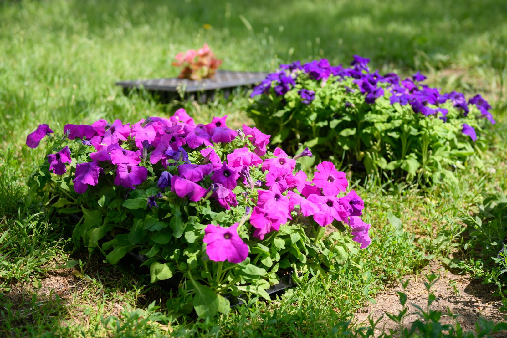 жкх, лыткарино, цветы, клумбы,