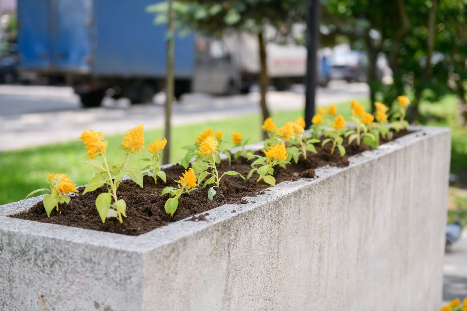 жкх, лыткарино, цветы, клумбы,