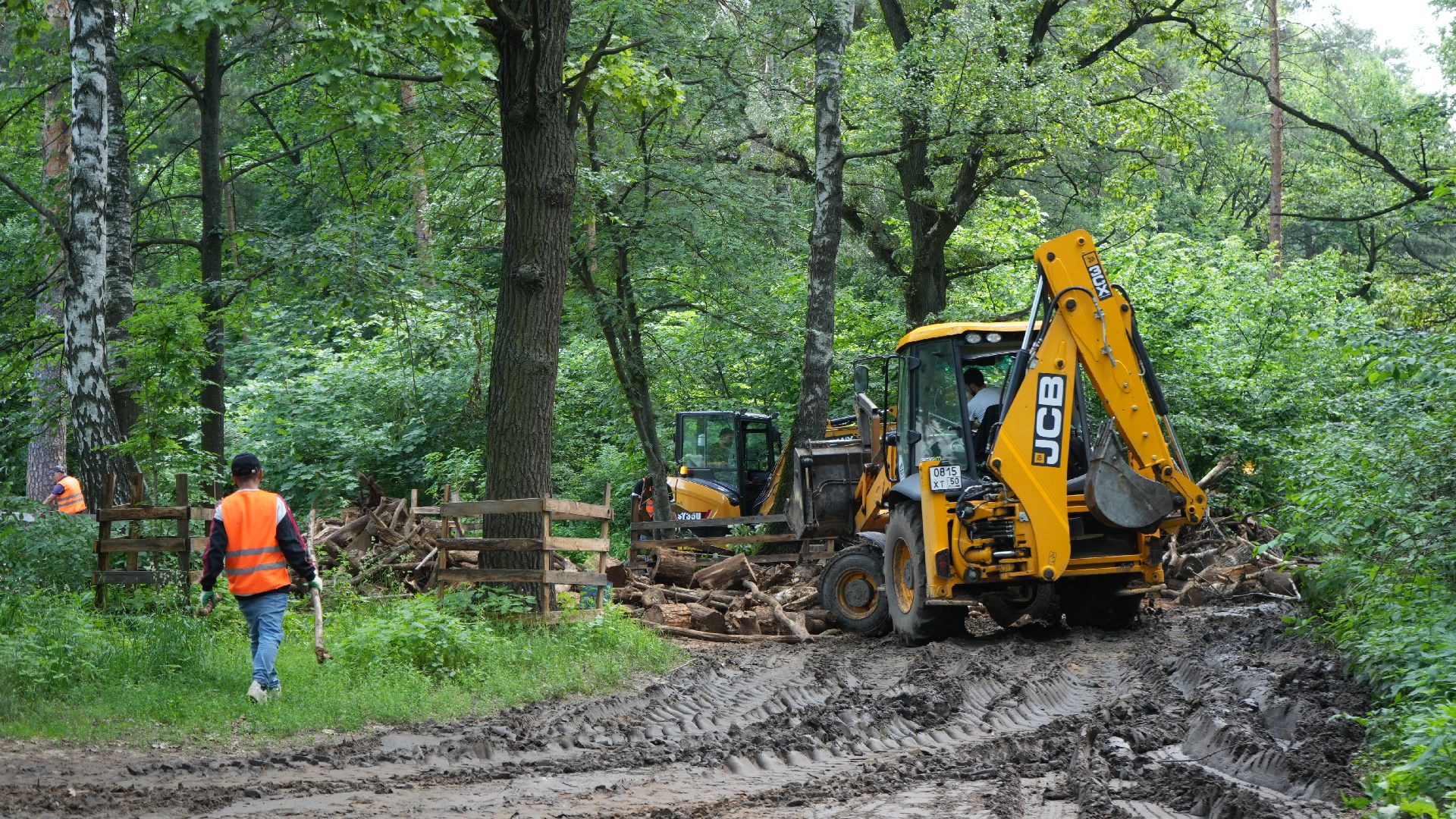 лес, томилинский лесопарк,