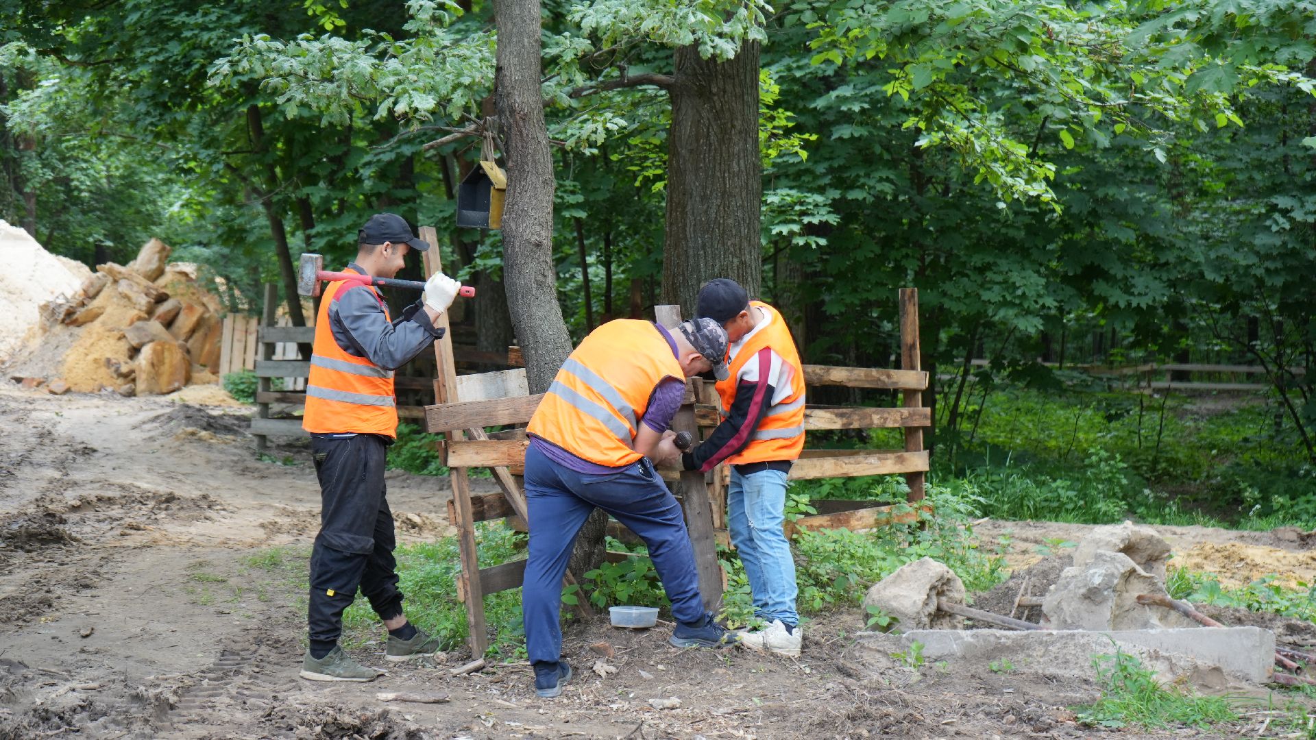 лес, томилинский лесопарк,