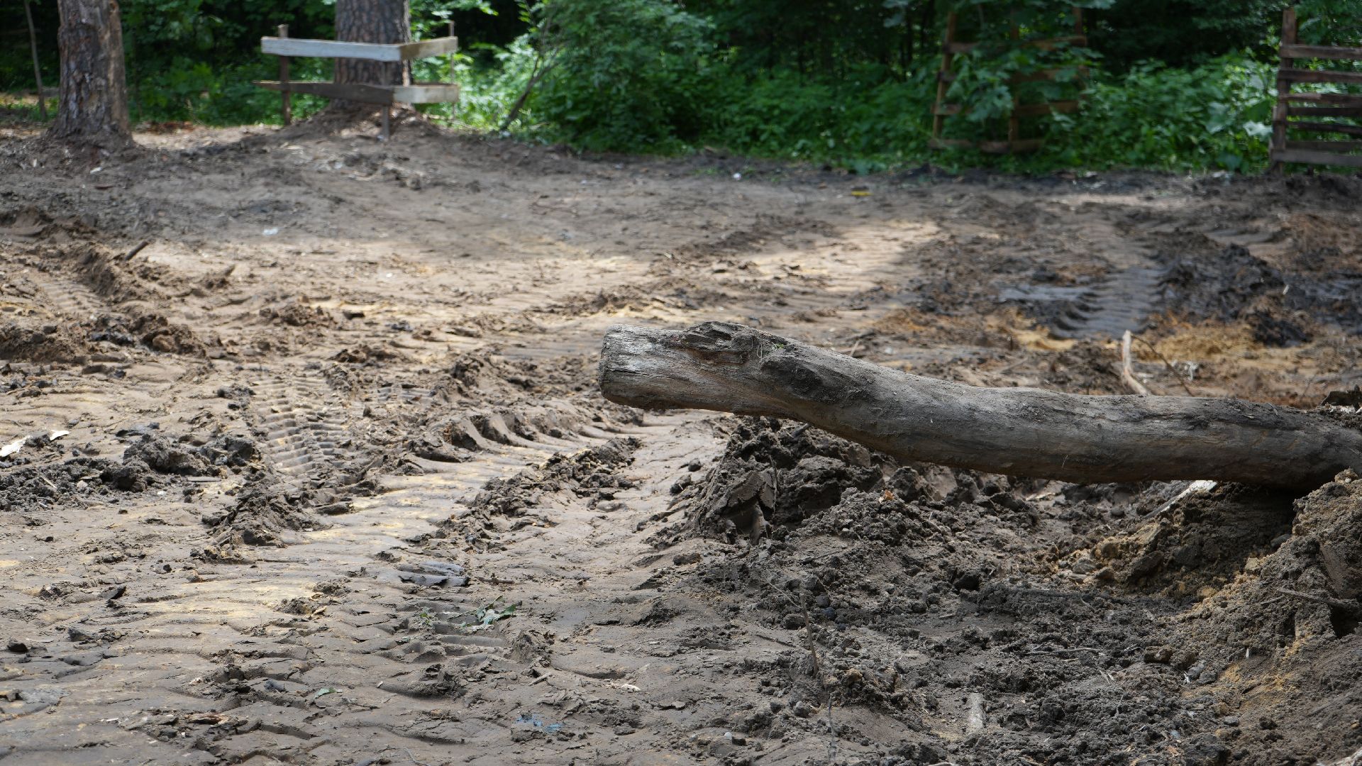 лес, томилинский лесопарк,