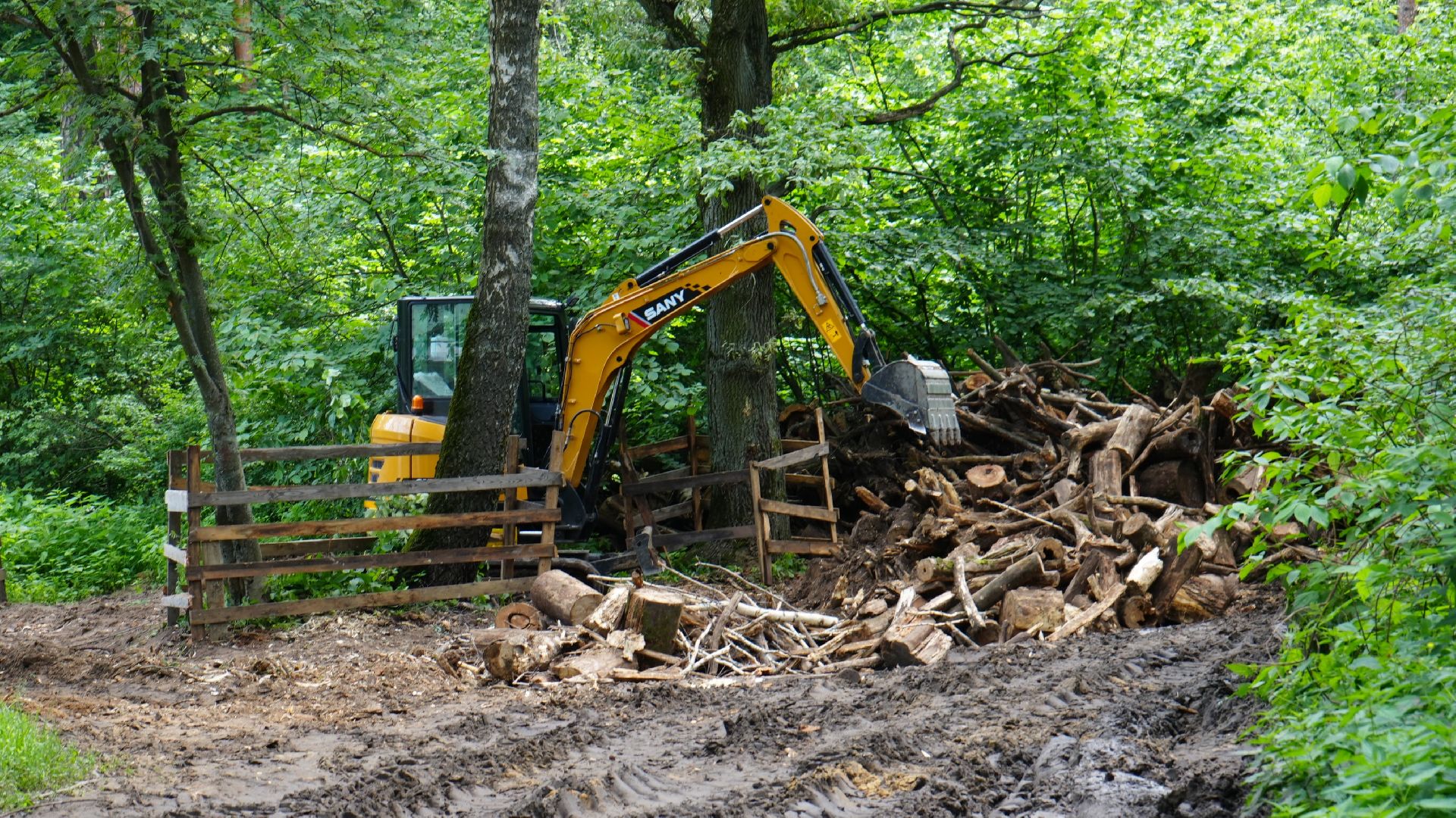 лес, томилинский лесопарк,