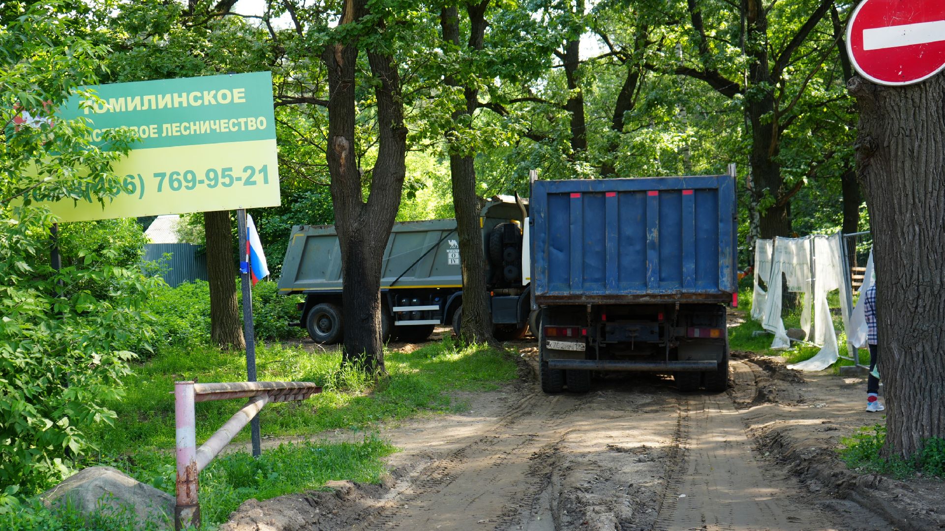 лес, томилинский лесопарк,