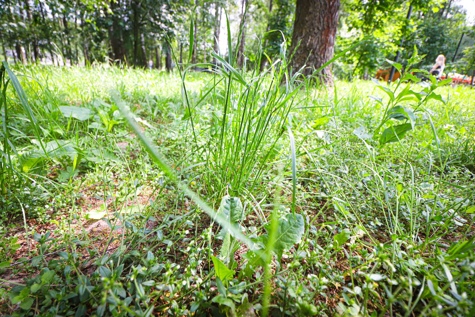 клин, парки подмосковья, покос травы, благоустройство,