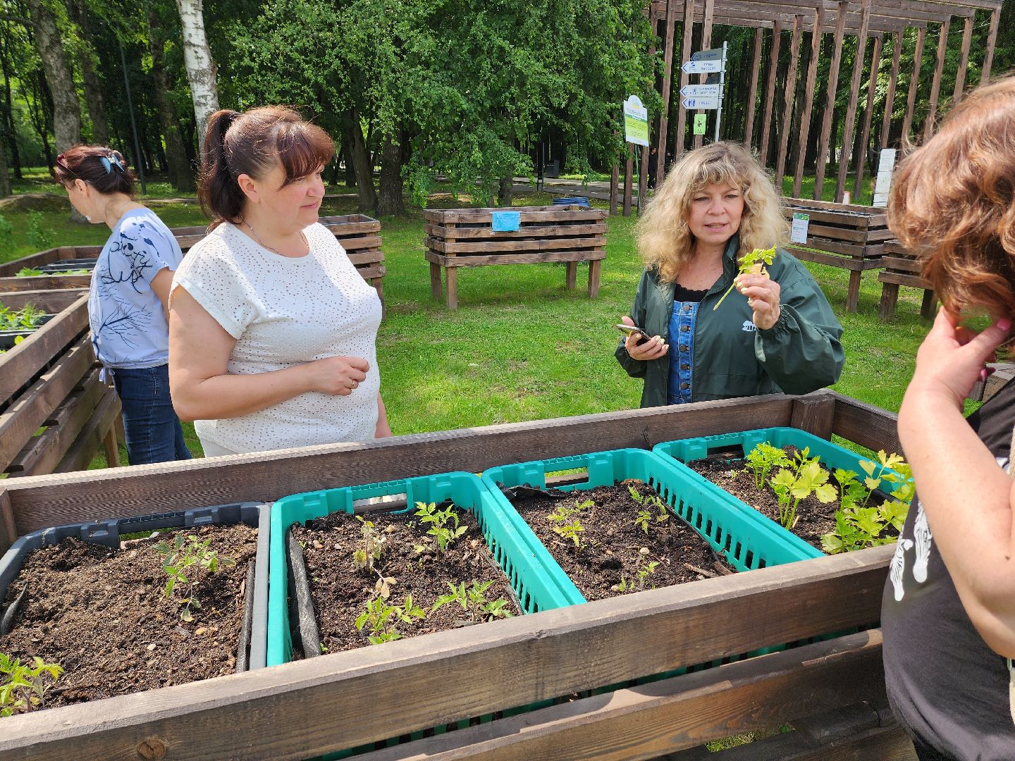 солнечногорск, лето, парк, растения , огород,
