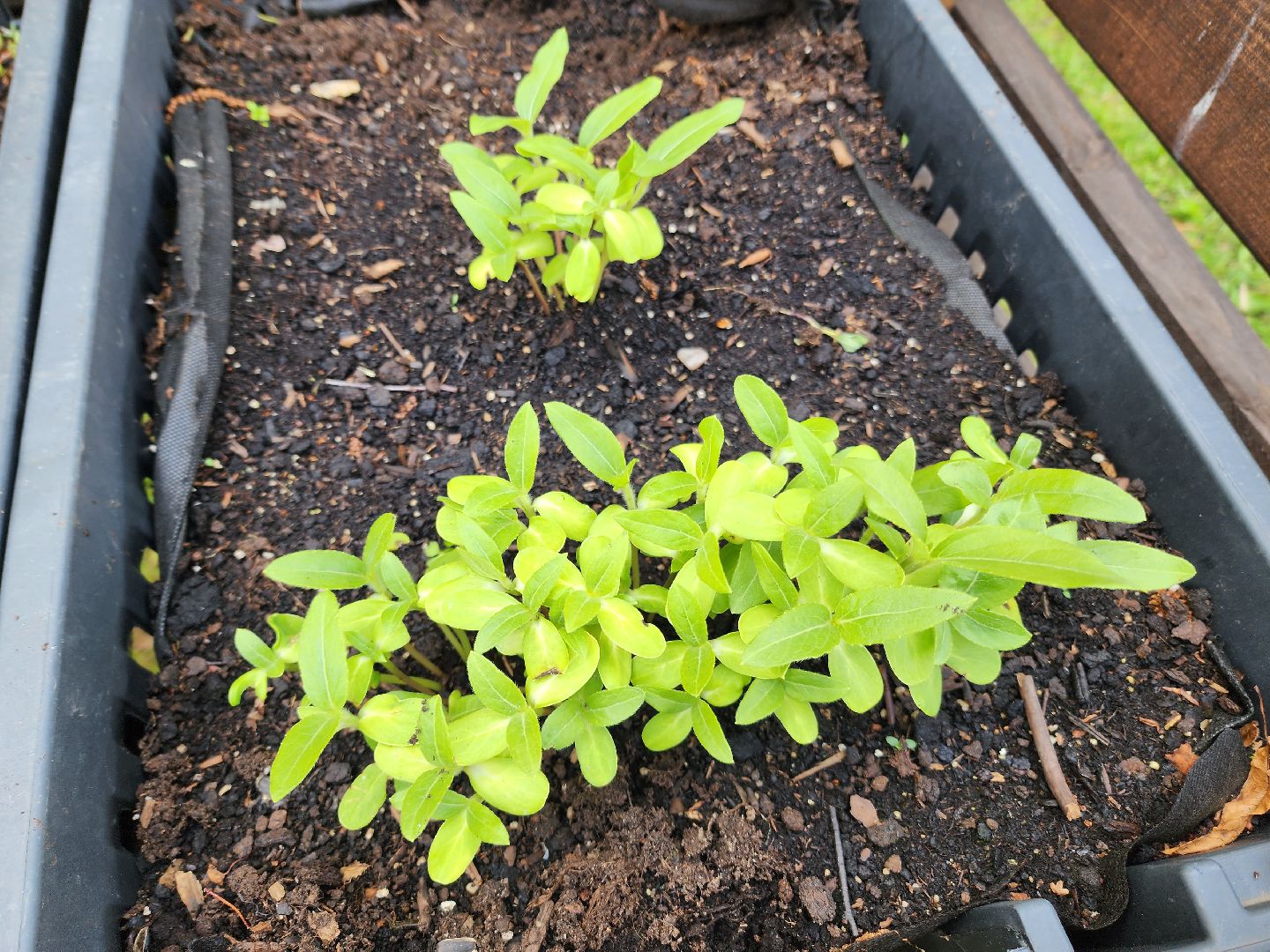 солнечногорск, лето, парк, растения , огород,