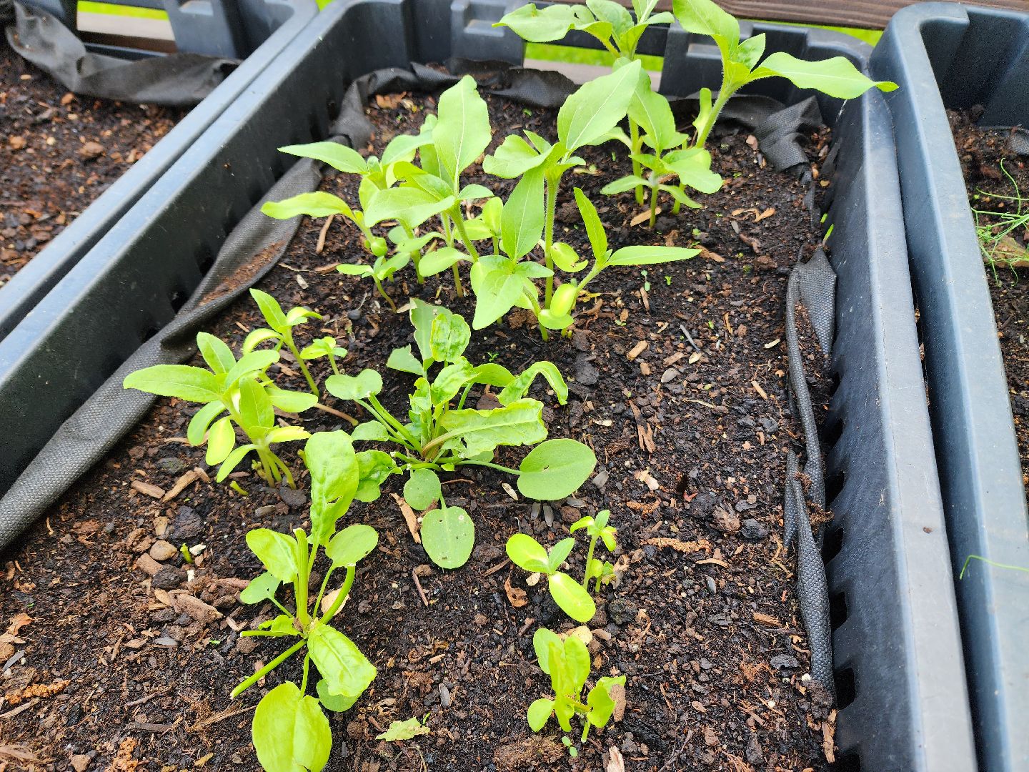 солнечногорск, лето, парк, растения , огород,