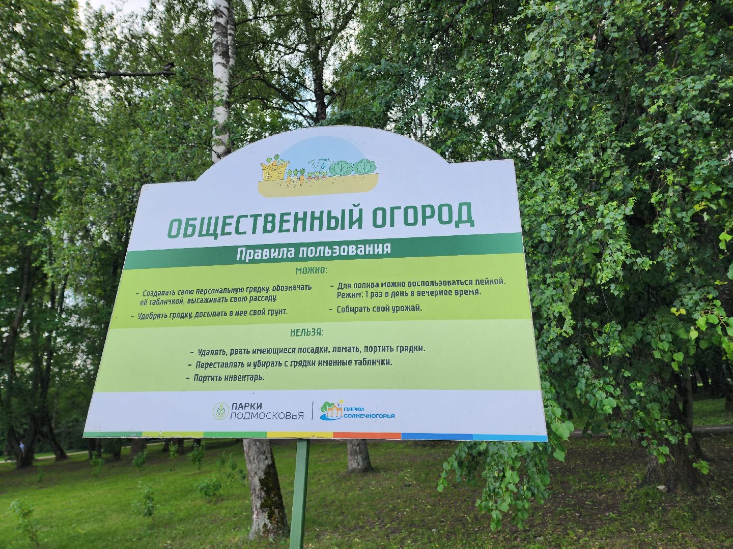 солнечногорск, лето, парк, растения , огород,