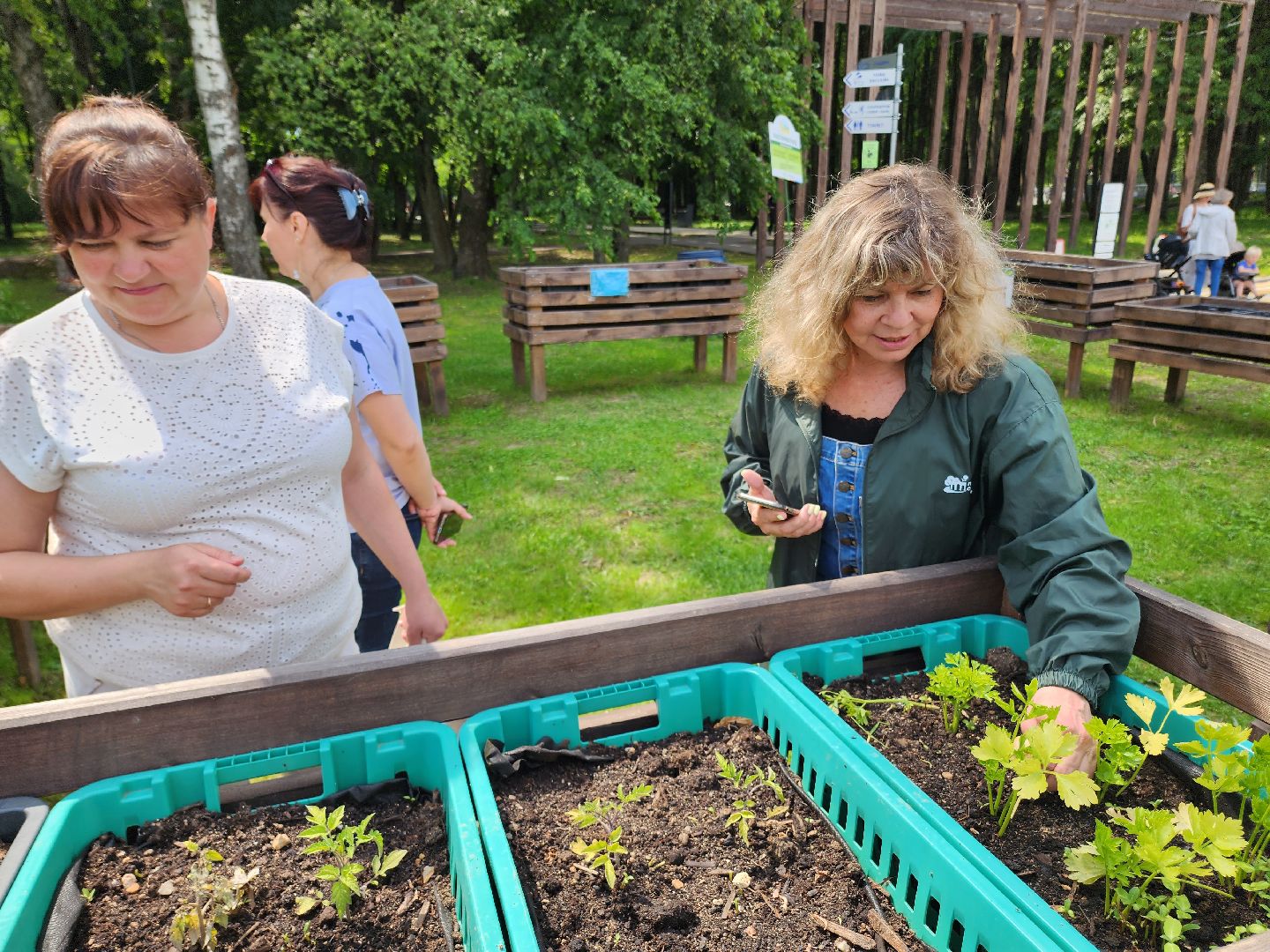 солнечногорск, лето, парк, растения , огород,