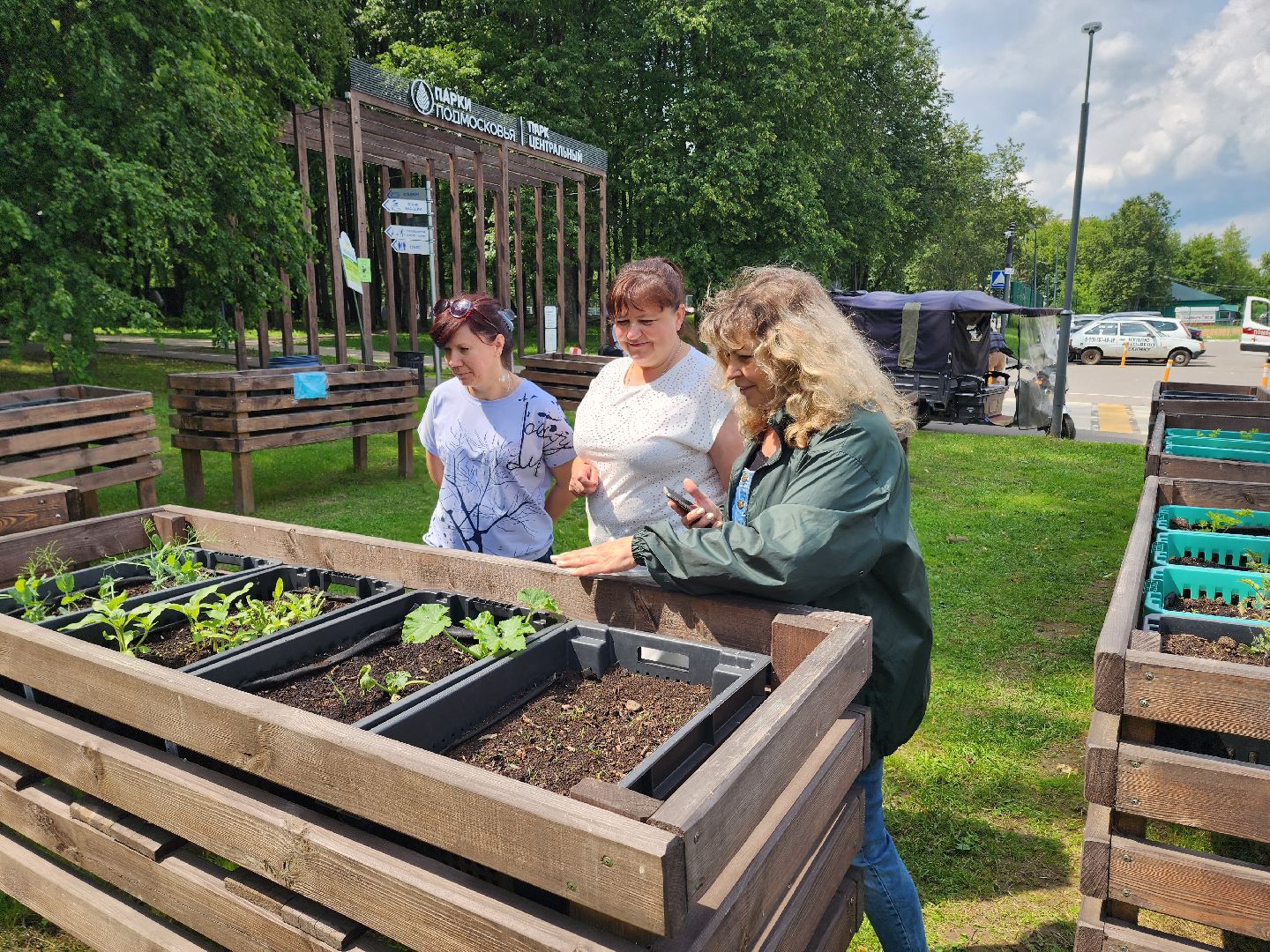 солнечногорск, лето, парк, растения , огород,