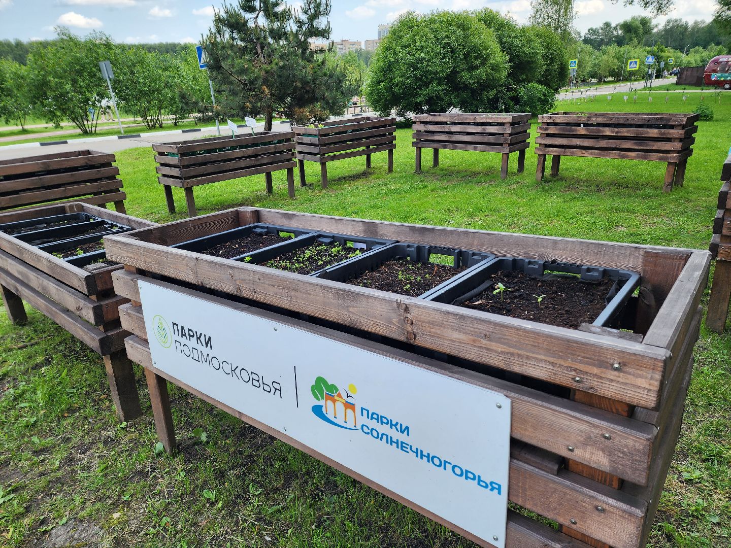 солнечногорск, лето, парк, растения , огород,