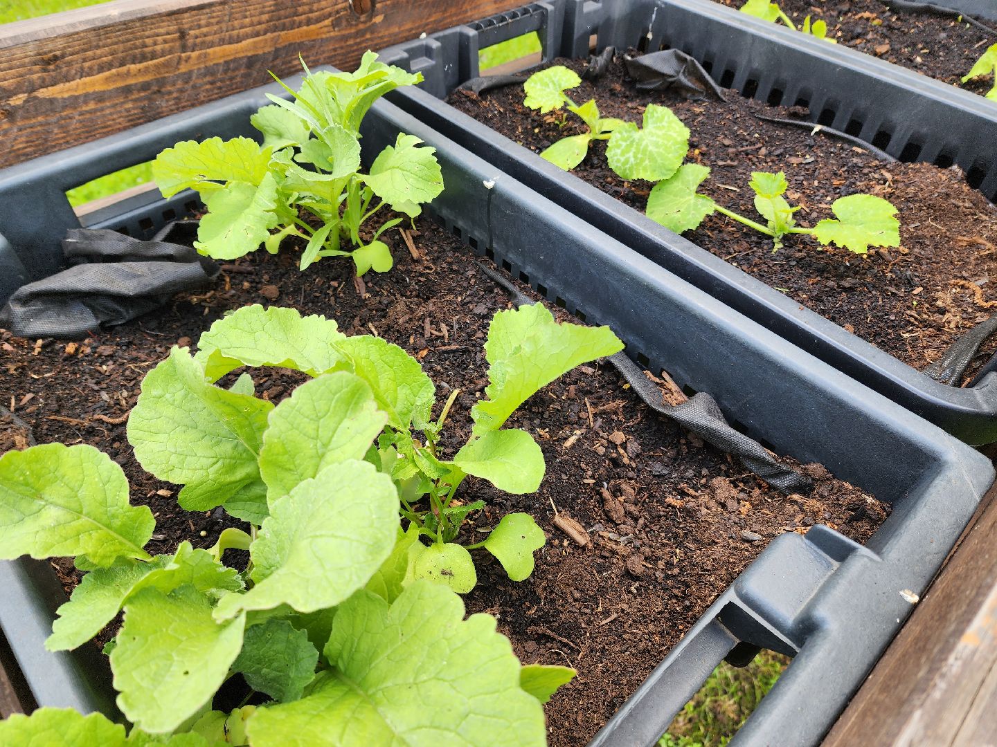 солнечногорск, лето, парк, растения , огород,