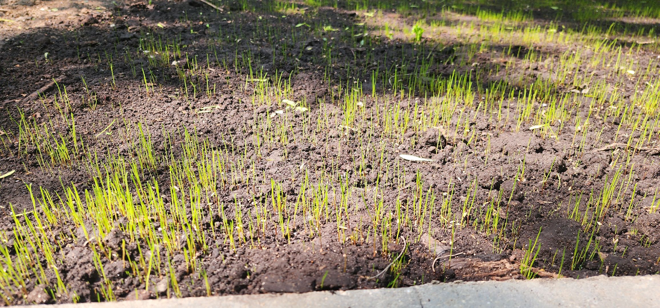 Химки, Парки, благоустройство 2023,