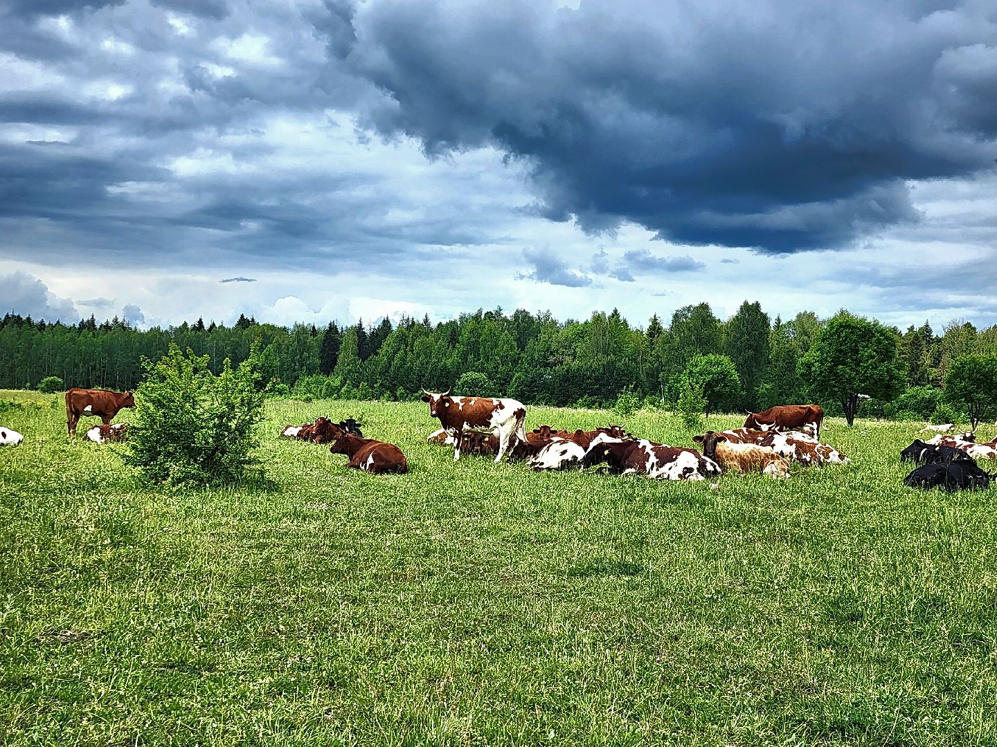 наро-фоминский городской округ, фермер, сыроварня, фермерское хозяйство , тахир джаппуев,