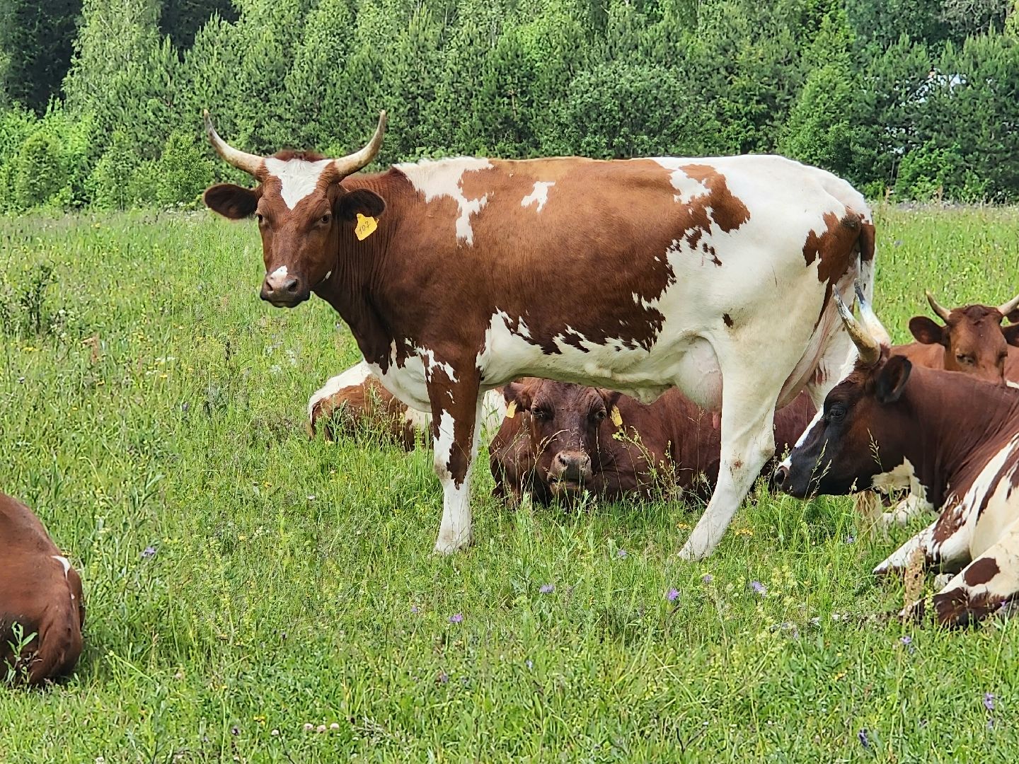 наро-фоминский городской округ, фермер, сыроварня, фермерское хозяйство , тахир джаппуев,