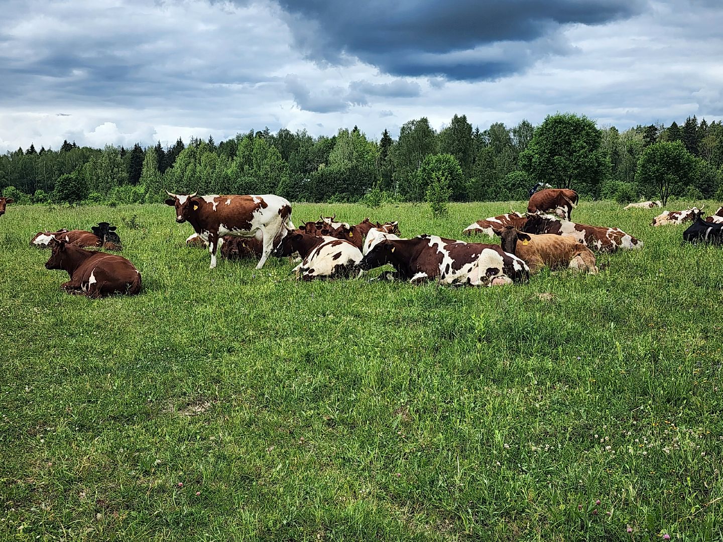 наро-фоминский городской округ, фермер, сыроварня, фермерское хозяйство , тахир джаппуев,