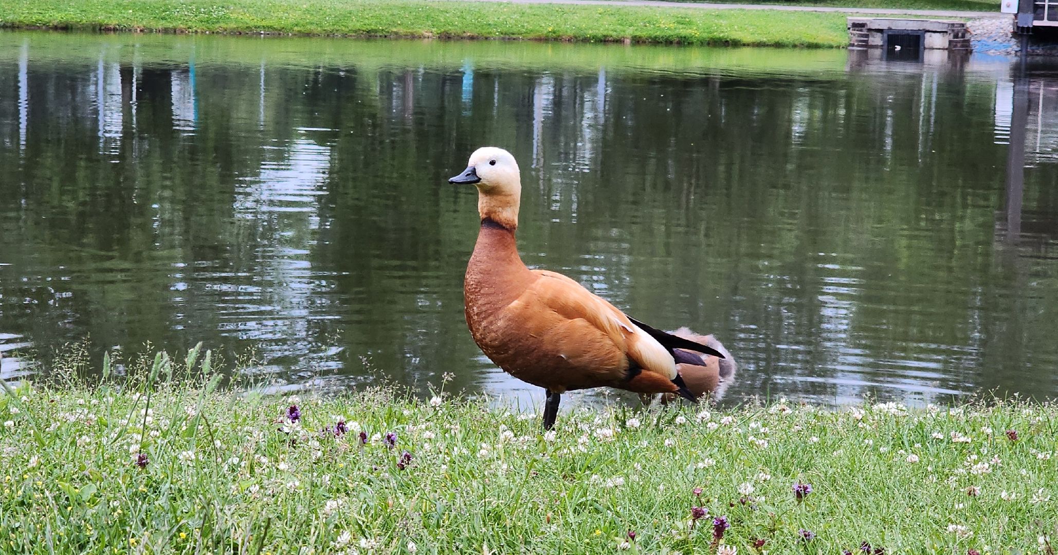 Химки, Природа Подмосковья , растениеводство, Сады, Цветоводство,