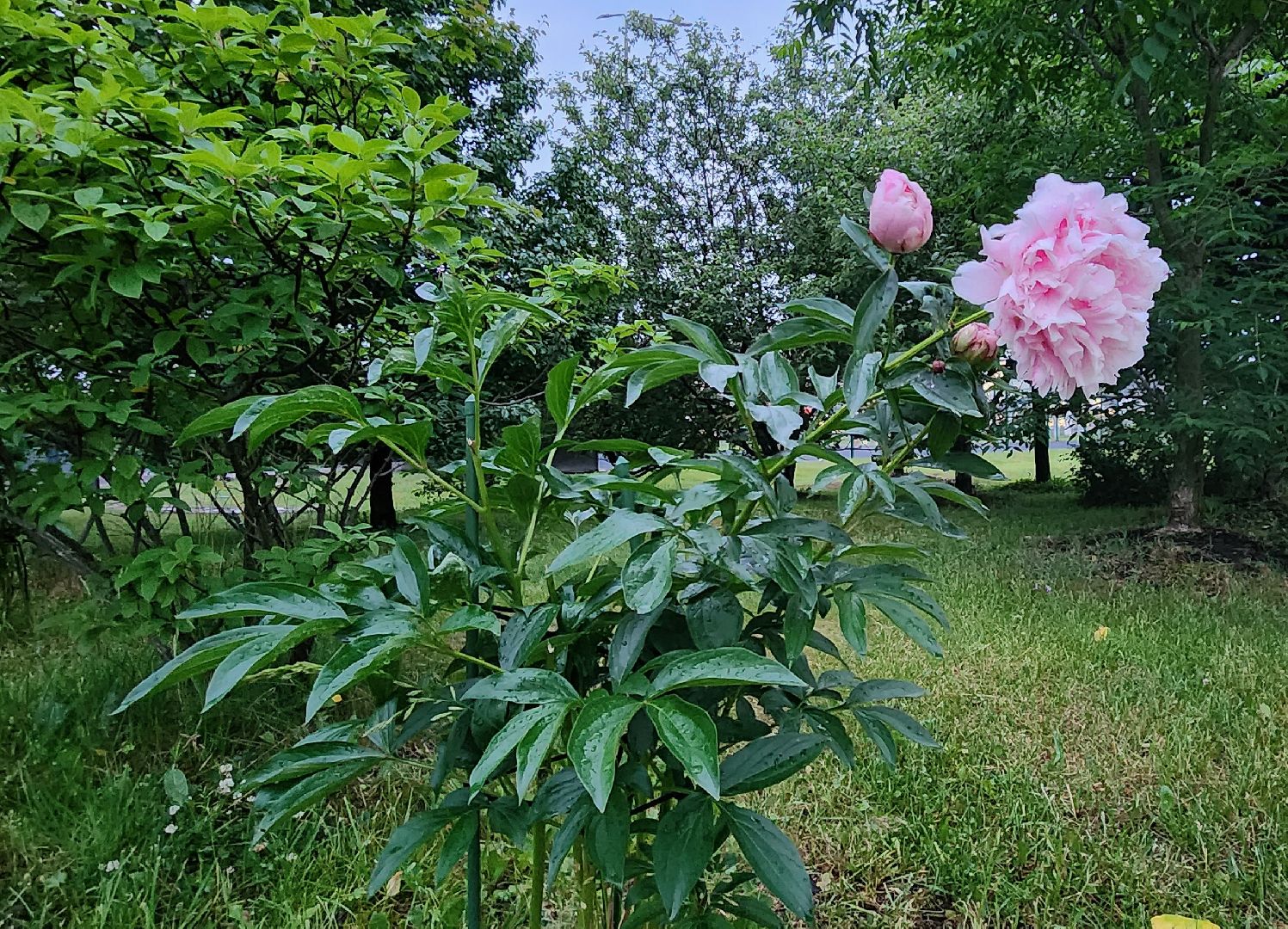 Химки, Природа Подмосковья , растениеводство, Сады, Цветоводство,