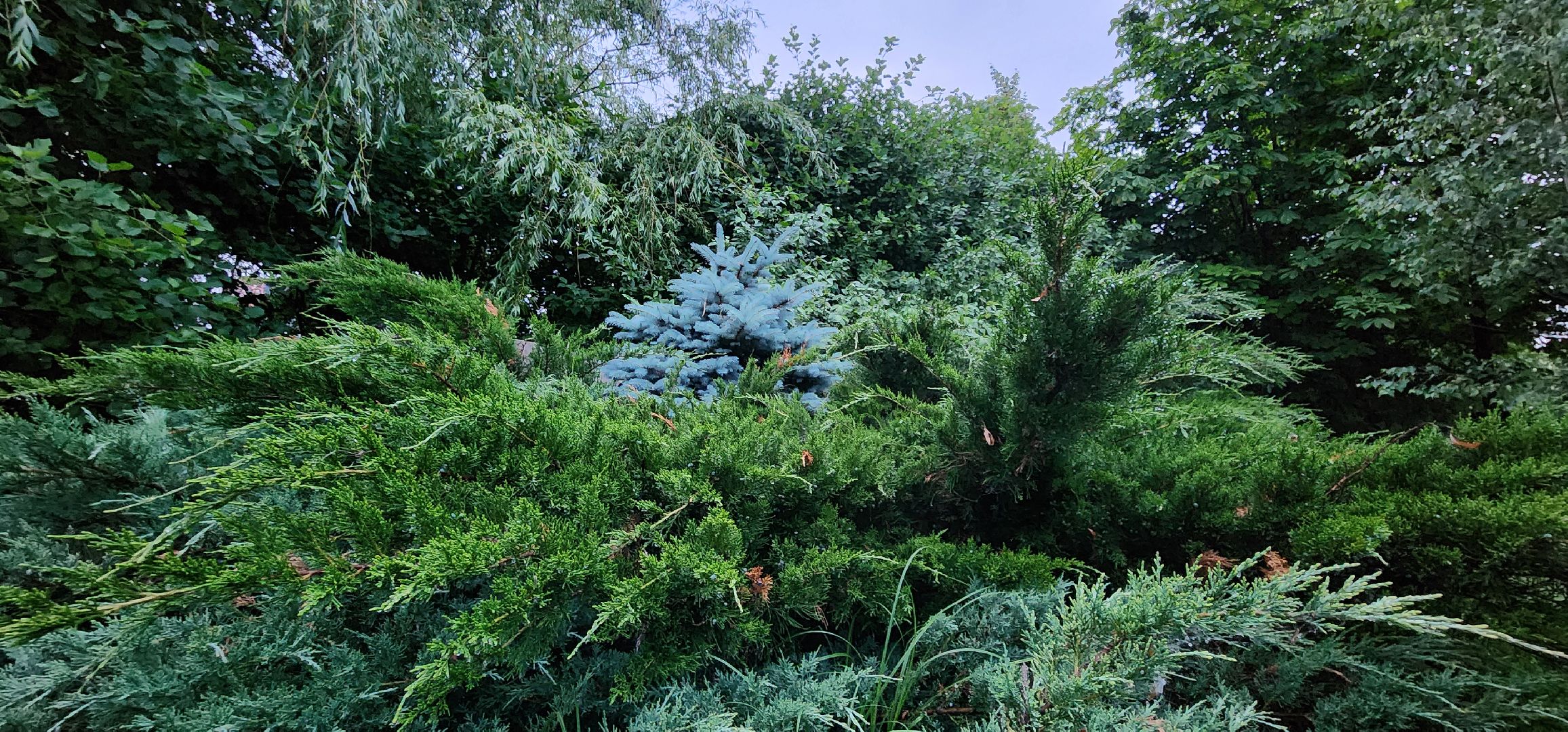 Химки, Природа Подмосковья , растениеводство, Сады, Цветоводство,