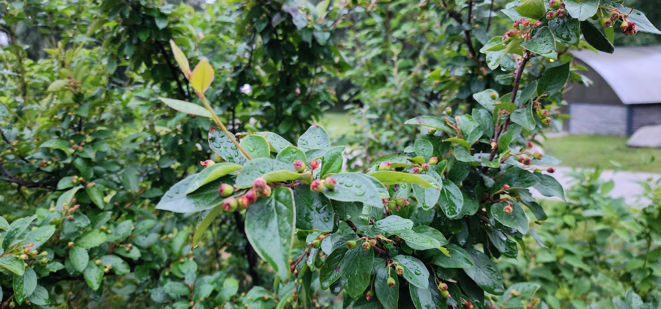 Химки, Природа Подмосковья , растениеводство, Сады, Цветоводство,