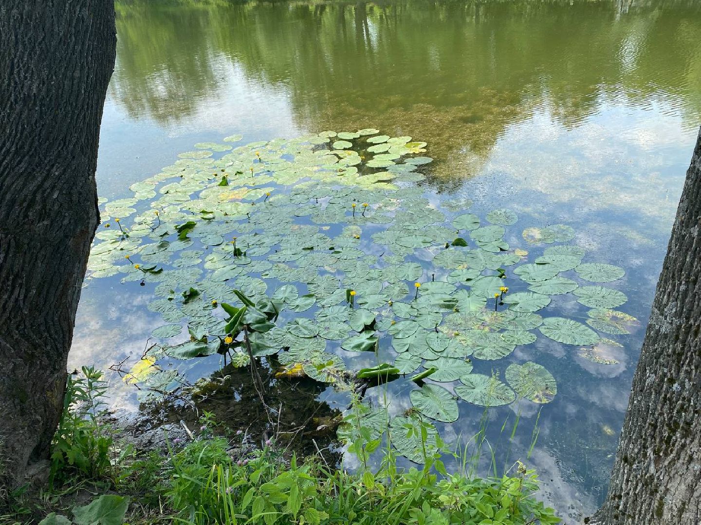 чехов, улица пушкина, городской парк, большой пруд, очистка пруда, очистка водоема, земснаряд боцман-м, уборка мусора и тины, удаление сухостоя, удаление аварийных деревьев, экология,