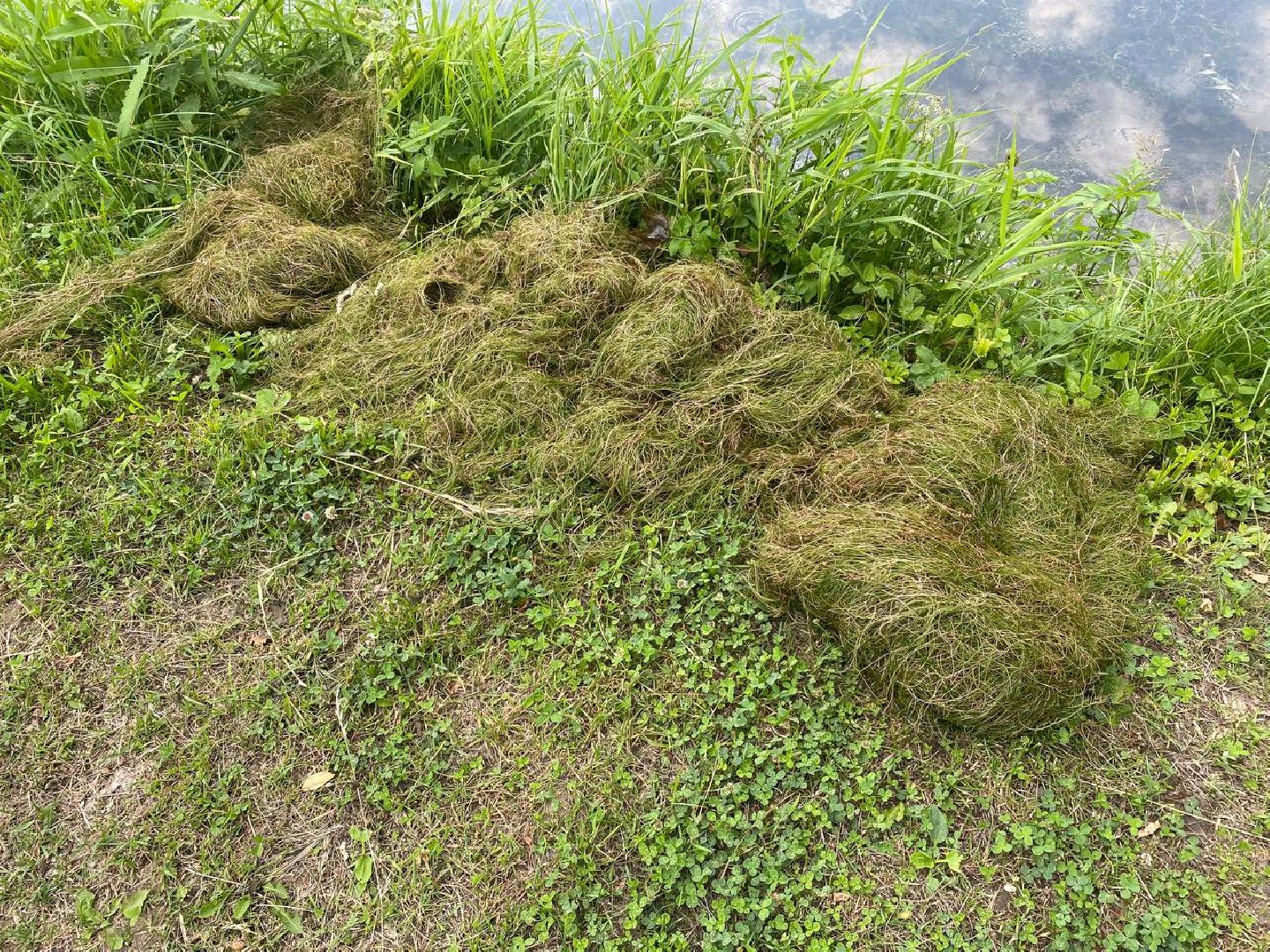 чехов, улица пушкина, городской парк, большой пруд, очистка пруда, очистка водоема, земснаряд боцман-м, уборка мусора и тины, удаление сухостоя, удаление аварийных деревьев, экология,