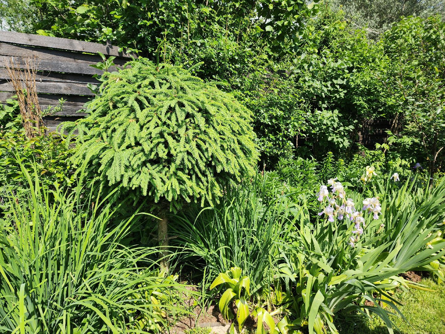 городской округ пушкинский, деревня лепешки, хвойники, ландшафтный дизайн, активное долголетие,