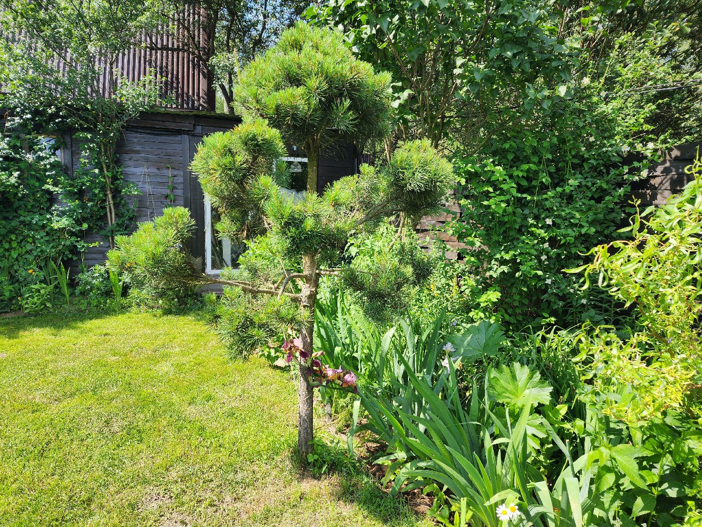 городской округ пушкинский, деревня лепешки, хвойники, ландшафтный дизайн, активное долголетие,