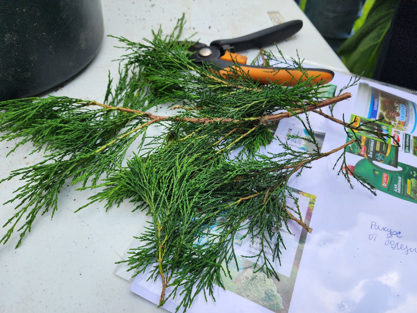 городской округ пушкинский, деревня лепешки, хвойники, ландшафтный дизайн, активное долголетие,